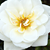 Biały  - Róże okrywowe - Kent Cover ®